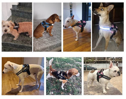 Gepersonaliseerd Hondentuig